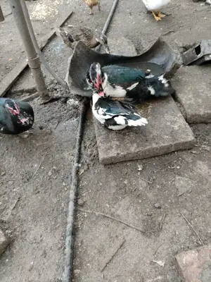 Vând zece cocoși și cinci rațe mute - imagine 3