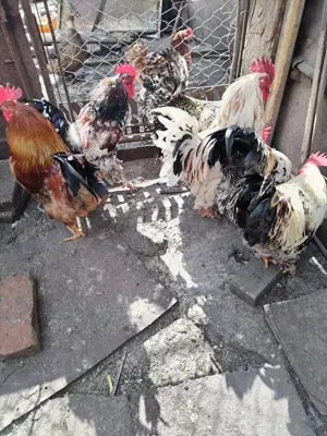 Vând zece cocoși și cinci rațe mute - imagine 4