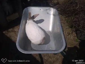 Urias de transilvania femela metis - imagine 2