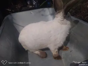 Urias de transilvania femela metis - imagine 3