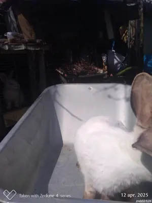 Urias de transilvania femela metis - imagine 4