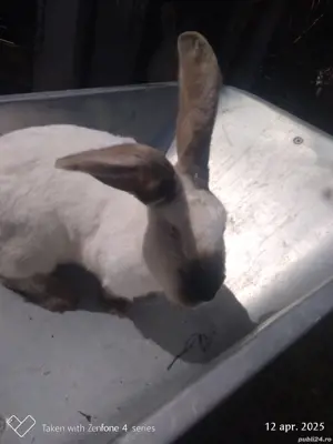 Urias de transilvania femela metis