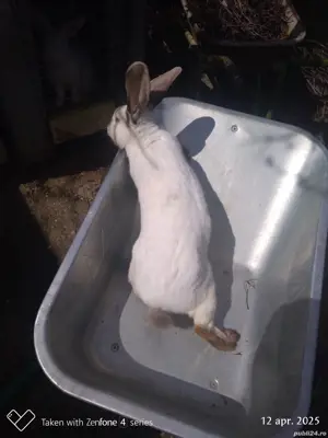 Urias de transilvania femela metis - imagine 5