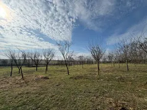 Casă nouă + teren 4000 mp în Șipet, la 40 km de Timișoara, utilități complete - imagine 4