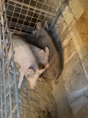 Purcei și porci vânzare 