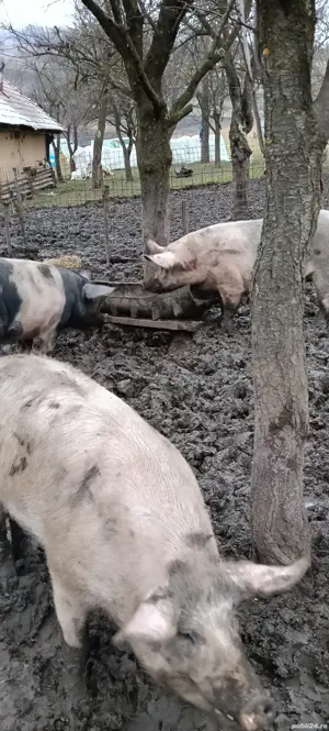 de vanzare! - imagine 3