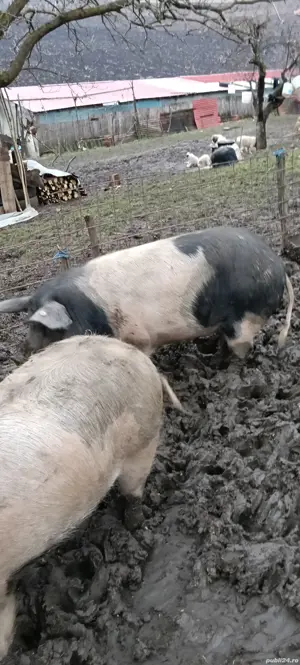 de vanzare! - imagine 2