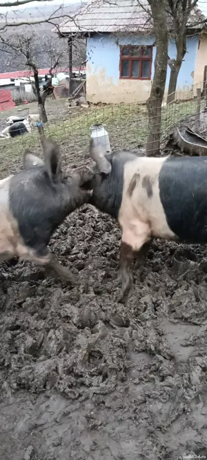 de vanzare! - imagine 4