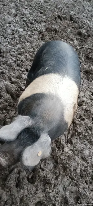 de vanzare! - imagine 5