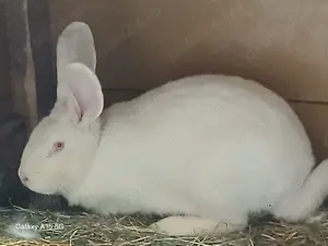 Iepuri Uriași German - imagine 3