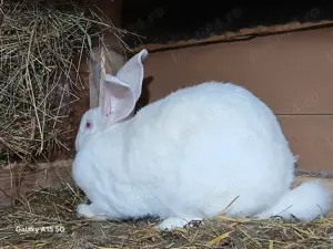 Iepuri Uriași German - imagine 4