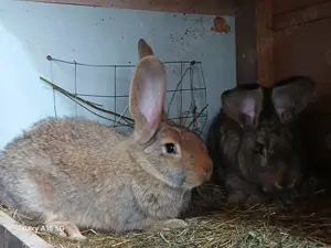 Iepuri Uriași German - imagine 7