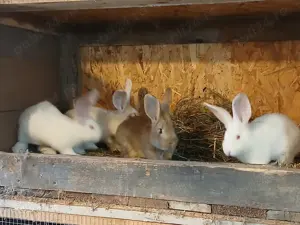 Iepuri Uriași German - imagine 8