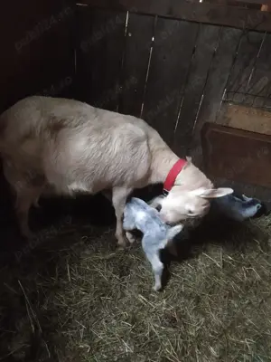 Vând 2 ieduțe rasa zanen,de 3luni