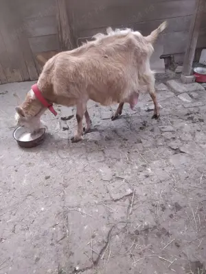 Vând 2 ieduțe rasa zanen,de 3luni - imagine 3