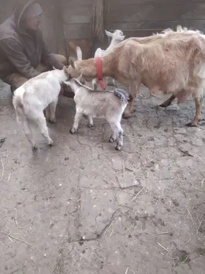 Vând 2 ieduțe rasa zanen,de 3luni - imagine 2