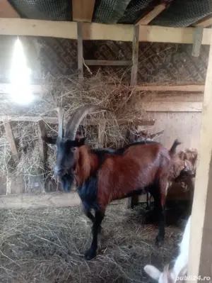 Schimb Tap alpin francez sau vand  - imagine 2