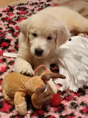 Vand catelusa de golden retriever 