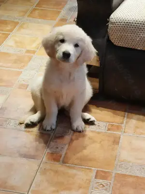 Vand catelusa de golden retriever  - imagine 2