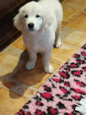 Vand catelusa de golden retriever  - imagine 3