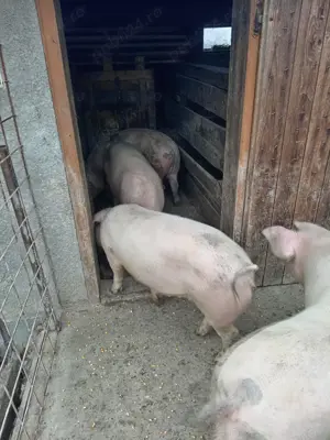 Vând porci! - imagine 2