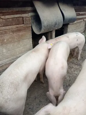 Vând porci! - imagine 6