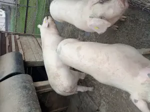 Vând porci! - imagine 3