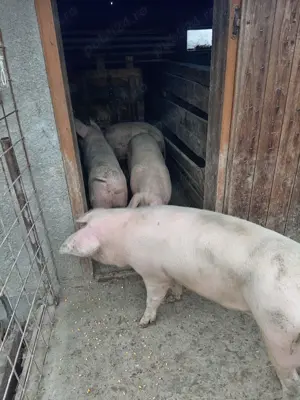 Vând porci! - imagine 7