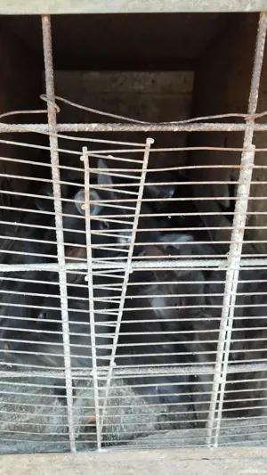 iepurași de vânzare 