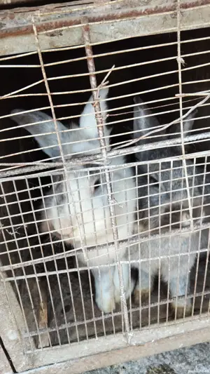 iepurași de vânzare  - imagine 5