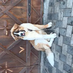 Căine sant bernard de vanzare.  - imagine 2 Căine sant bernard de vanzare.  - imagine 2