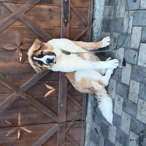 Căine sant bernard de vanzare.