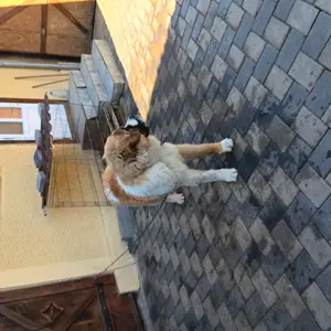 Căine sant bernard de vanzare.  - imagine 3 Căine sant bernard de vanzare.  - imagine 3