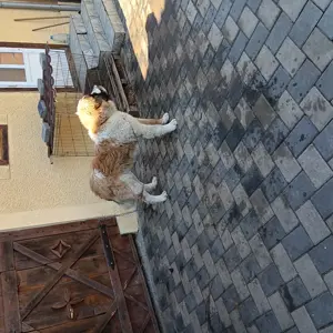 Căine sant bernard de vanzare.  - imagine 5 Căine sant bernard de vanzare.  - imagine 5