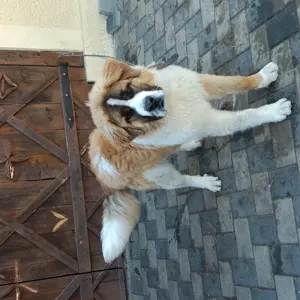 Căine sant bernard de vanzare.  - imagine 4 Căine sant bernard de vanzare.  - imagine 4