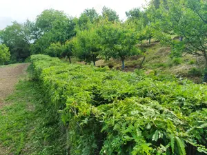 Gladiță (roscove), puieți anul 1, pentru gard viu - imagine 5
