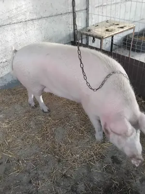 Vând porci și purcei