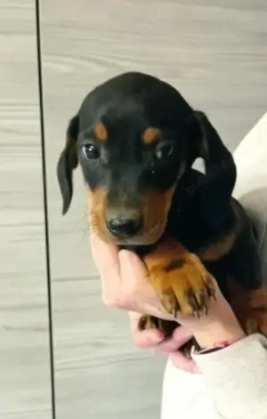 Pui din rasa teckel  tekel  techel - imagine 2