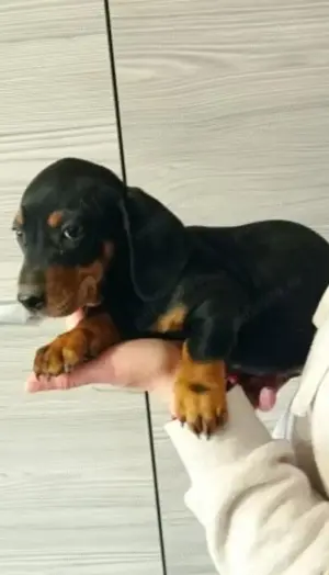 Pui din rasa teckel  tekel  techel