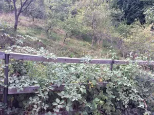 Teren de vinzare in Cheia(Olanesti) - imagine 5