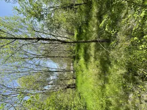 Teren intravilan în comuna Mârzănești,județ Teleorman cu heleșteu și pădure, - imagine 5