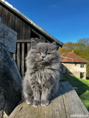 Pui British Longhair