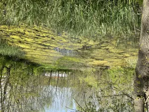 Teren intravilan în comuna Mârzănești,județ Teleorman cu heleșteu și pădure, - imagine 2