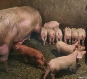 Purcei, 8 saptamani intarcati, Oarja, jud. Arges  - imagine 3