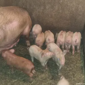 Purcei, 8 saptamani intarcati, Oarja, jud. Arges 