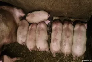 Purcei, 8 saptamani intarcati, Oarja, jud. Arges  - imagine 2