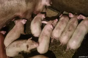 Purcei, 8 saptamani intarcati, Oarja, jud. Arges  - imagine 4