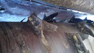 Vand remorca tehnologica cu freza Sgariboldi Monofeder 9mc 1997 - imagine 5