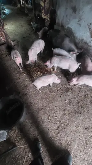 Porci de vanzare - imagine 2