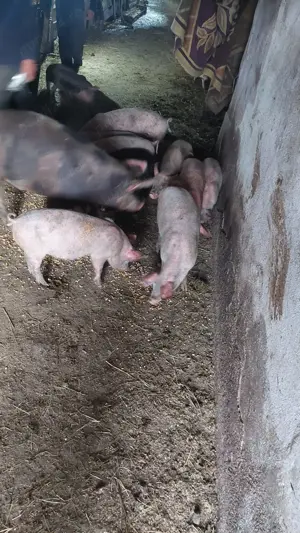 Porci de vanzare - imagine 3
